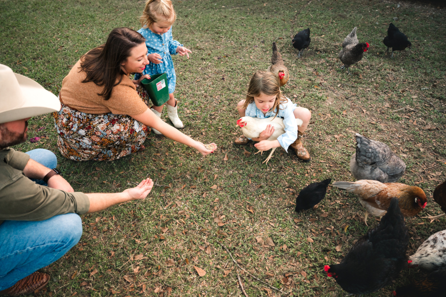 A family tends to their backyard chickens during a Houston lifestyle family photoshoot.